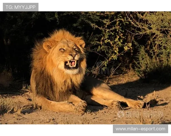 “非洲雄狮”雪地奔袭90米破门！冬奥热搜第一！，最新非洲雄狮纪录片